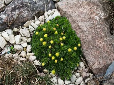 Saxifrage fotografie și specii, de plantare și îngrijire în câmp deschis