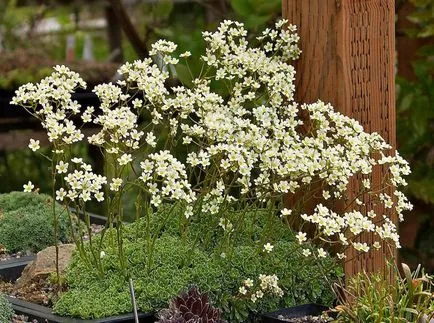 Saxifrage fotografie și specii, de plantare și îngrijire în câmp deschis