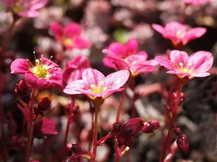 Saxifrage fotografie și specii, de plantare și îngrijire în câmp deschis