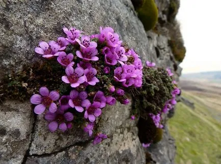 Saxifrage fotografie și specii, de plantare și îngrijire în câmp deschis