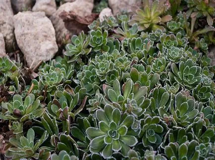 Saxifrage fotografie și specii, de plantare și îngrijire în câmp deschis