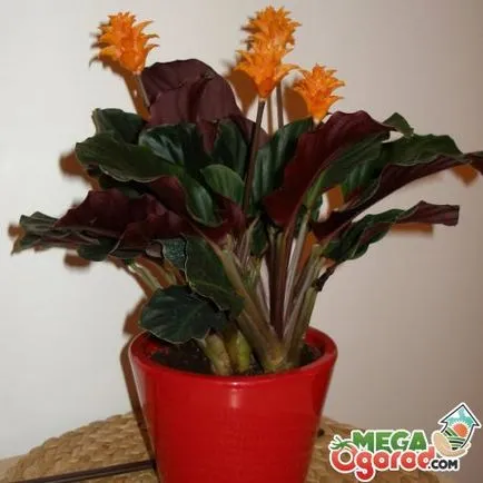 Saffron Calathea грижи, отглеждане и контрол на вредителите