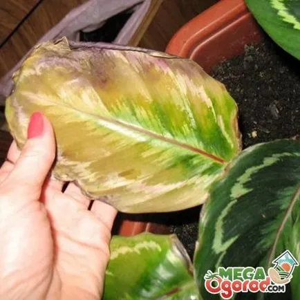 Saffron Calathea грижи, отглеждане и контрол на вредителите