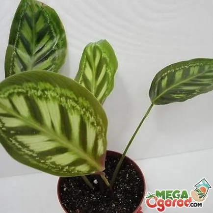 Saffron Calathea грижи, отглеждане и контрол на вредителите