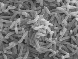 infectiile intestinale sunt deosebit de periculoase în timpul verii, platforma de conținut