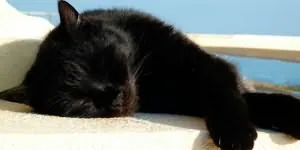 De ce vis de pisica casa mort