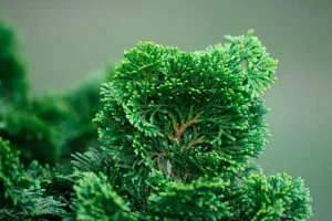 Cypress засаждане и грижи, снимка