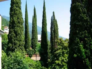 Cypress засаждане и грижи, снимка