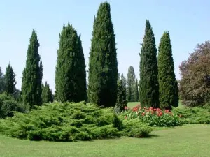 Cypress засаждане и грижи, снимка