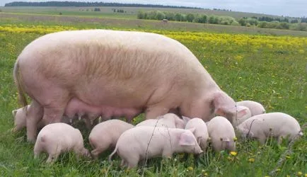 De ce vis de un porc, porci, mistreț (mare, mic, sau nu de mult) - în funcție de diferite