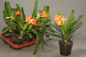 reproducerea Clivia in casa, flori de transplant