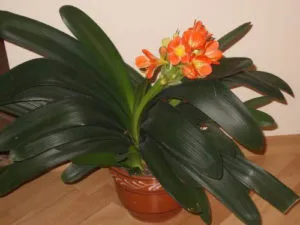 reproducerea Clivia in casa, flori de transplant