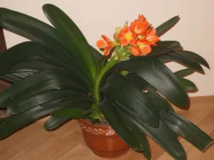 Clivia reprodukció az otthoni, transzplantáció virágok