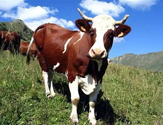 Furaje combinate pentru vite - bovine