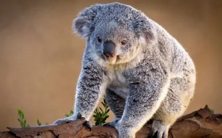 Koala (fotó) medve erszényes Ausztrália