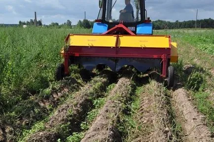 Amikor ásni burgonya, és ne siessen, de ne késs