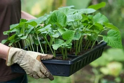 Când să planteze castraveți în seră și semințe pentru răsaduri de