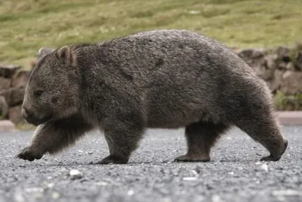 Koala (fotó) medve erszényes Ausztrália