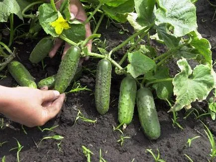 Кога да засадят краставици в оранжерията и семена за разсад