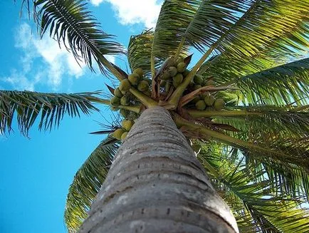 Kókusz jó, úgy néz ki, mint egy pálmafa, a név és a használata a test, fotó, videó