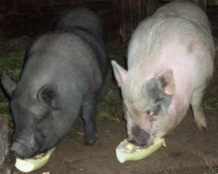 Takarmány sertések saját kezűleg a recept összetétel táblázat