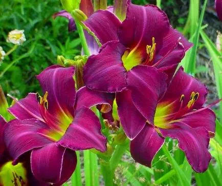 Amikor átültetett daylilies az ősszel, tavasszal vagy nyáron