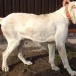 Годування та догляд (годування) Годування та догляд