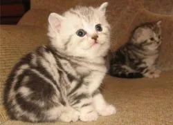 годування кошенят