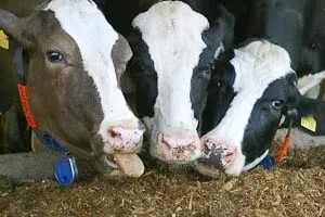 Hrănirea vaci (alimente), în timpul iernii, rata de încărcare vysoproduktivnyh, vaci de lapte