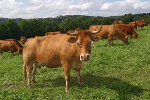 Etetés tehenek (takarmány) a téli, betáplálási sebesség vysoproduktivnyh, tejelő tehén