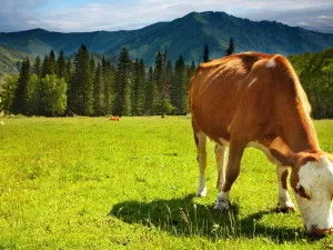 Hrănirea vaci (alimente), în timpul iernii, rata de încărcare vysoproduktivnyh, vaci de lapte