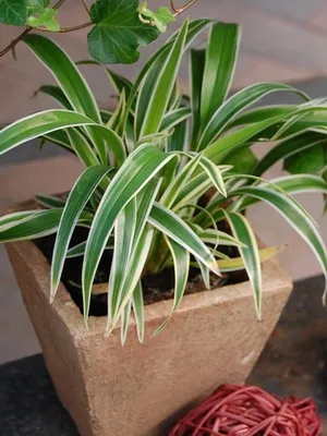Cserepes növények Chlorophytum előnyök leírása típusú ellátás az otthoni és funkciók