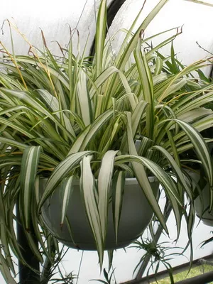 Cserepes növények Chlorophytum előnyök leírása típusú ellátás az otthoni és funkciók