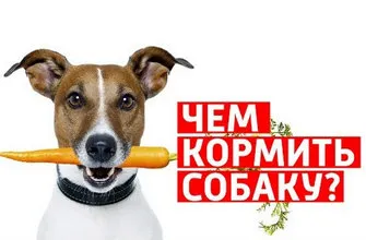 Годування та догляд (собак симптоми лікування) Годування та догляд