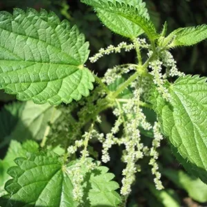 Urzica - un proprietăți magice și de plante medicinale - toate materialele - • • zonatigra