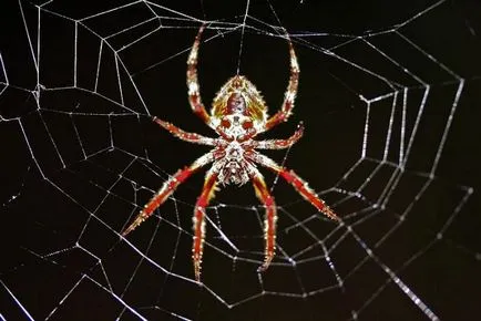 Araneus közönséges (spider) leírás, élőhely