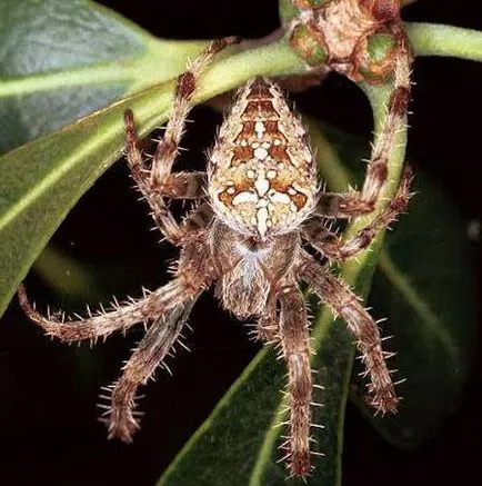 Araneus közönséges (spider) leírás, élőhely