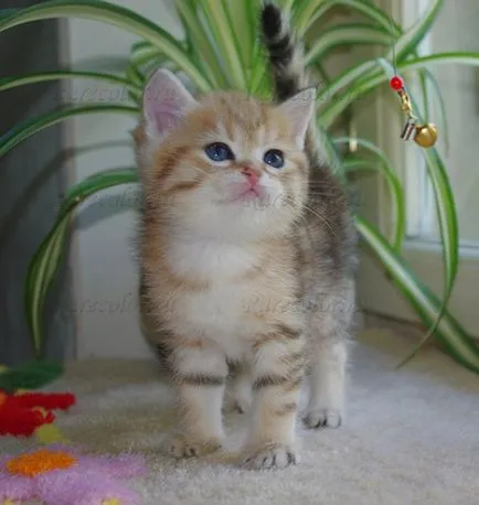 Macskák - Cattery brit macska ritka színek - ritka szín