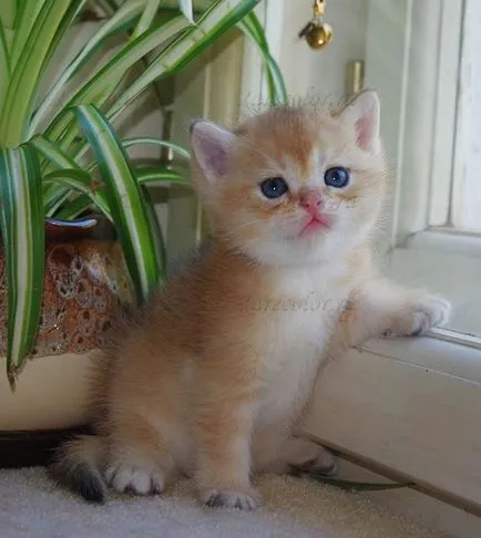 Macskák - Cattery brit macska ritka színek - ritka szín
