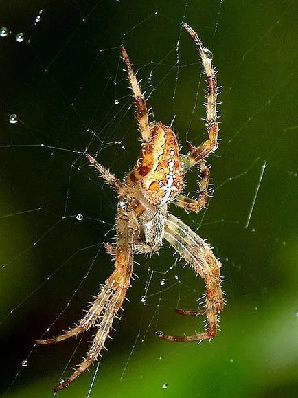 Araneus közönséges (spider) leírás, élőhely