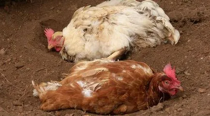 Csirke atka, hogyan lehet megszabadulni tőle a tyúkól, és kezelési eljárások csirkék