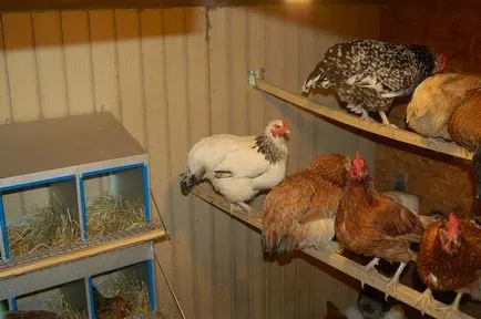 Csirke atka, hogyan lehet megszabadulni tőle a tyúkól, és kezelési eljárások csirkék