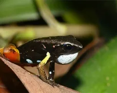 Frog vulgáris, drevesnitsa béka (Hyla arborea) biológia leírás színfelbontásának táplálunk ellenségei