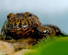 Frog vulgáris, drevesnitsa béka (Hyla arborea) biológia leírás színfelbontásának táplálunk ellenségei