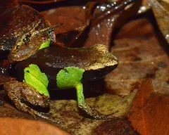 Frog vulgáris, drevesnitsa béka (Hyla arborea) biológia leírás színfelbontásának táplálunk ellenségei