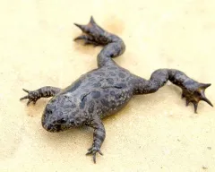 Frog vulgáris, drevesnitsa béka (Hyla arborea) biológia leírás színfelbontásának táplálunk ellenségei