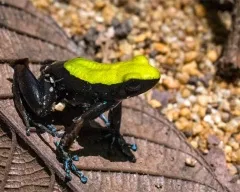 Frog vulgáris, drevesnitsa béka (Hyla arborea) biológia leírás színfelbontásának táplálunk ellenségei