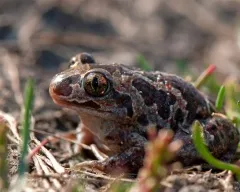 Frog vulgáris, drevesnitsa béka (Hyla arborea) biológia leírás színfelbontásának táplálunk ellenségei