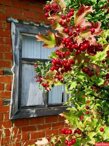 bokor Viburnum