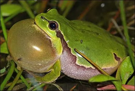 Общата дървесна жаба